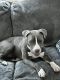 American Pit Bull Terrier Puppies for sale in East Lansdowne, PA 19050, USA. price: NA