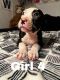 American Pit Bull Terrier Puppies for sale in Chicago, IL 60632, USA. price: $700