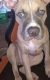 American Pit Bull Terrier Puppies for sale in Temple, TX, USA. price: NA