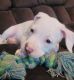American Pit Bull Terrier Puppies for sale in Chesterfield, VA, USA. price: NA
