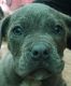 American Pit Bull Terrier Puppies for sale in E Bent Ranch Ave, Earlimart, CA 93219, USA. price: NA