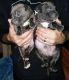 American Pit Bull Terrier Puppies for sale in Aynor, SC 29511, USA. price: NA