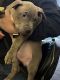 American Pit Bull Terrier Puppies for sale in West Orange, NJ 07052, USA. price: NA