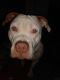American Pit Bull Terrier Puppies for sale in Vader, WA, USA. price: NA