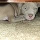 American Pit Bull Terrier Puppies for sale in Lancaster, CA, USA. price: NA