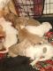 American Pit Bull Terrier Puppies for sale in San Angelo, TX, USA. price: $200