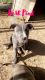 American Pit Bull Terrier Puppies for sale in Weston, WV 26452, USA. price: $1,000