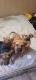 American Pit Bull Terrier Puppies for sale in Forsyth, GA 31029, USA. price: NA