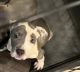 American Pit Bull Terrier Puppies for sale in Aurora, CO, USA. price: $1,100