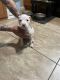 American Pit Bull Terrier Puppies for sale in Fairfield, CA 94533, USA. price: NA