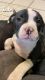 American Pit Bull Terrier Puppies for sale in La Puente, CA, USA. price: $400