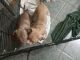 American Pit Bull Terrier Puppies for sale in Clearwater, MN 55320, USA. price: $1,000