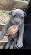 American Pit Bull Terrier Puppies for sale in U.S. Rt. 66, Albuquerque, NM, USA. price: $500