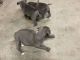 American Pit Bull Terrier Puppies for sale in U.S. Rt. 66, Albuquerque, NM, USA. price: NA