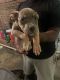American Pit Bull Terrier Puppies for sale in Atlanta, GA, USA. price: $200
