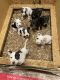 American Pit Bull Terrier Puppies for sale in Rockford, IL, USA. price: NA