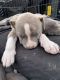 American Pit Bull Terrier Puppies for sale in El Paso, TX 79924, USA. price: $200