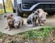 American Pit Bull Terrier Puppies for sale in Gadsden, AL, USA. price: NA