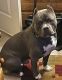American Pit Bull Terrier Puppies for sale in Fishers, IN, USA. price: NA