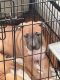 American Pit Bull Terrier Puppies for sale in Haiku, Haiku-Pauwela, HI 96708, USA. price: $350