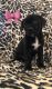 American Pit Bull Terrier Puppies for sale in Lubbock, TX, USA. price: $50