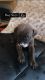American Pit Bull Terrier Puppies for sale in Houston, TX, USA. price: $250