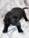 American Pit Bull Terrier Puppies for sale in Grays Harbor County, WA, USA. price: NA