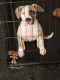 American Pit Bull Terrier Puppies for sale in Valrico, FL 33594, USA. price: NA