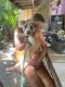 American Pit Bull Terrier Puppies for sale in Christiansted, St Croix 00820, USVI. price: NA