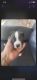 American Pit Bull Terrier Puppies for sale in Glendale, AZ, USA. price: NA