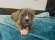 American Pit Bull Terrier Puppies for sale in Corona, CA, USA. price: $800