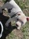 American Pit Bull Terrier Puppies for sale in Republic, MO 65738, USA. price: $500