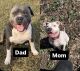 American Pit Bull Terrier Puppies for sale in Aliquippa, PA 15001, USA. price: NA