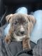 American Pit Bull Terrier Puppies for sale in Moscow Mills, MO, USA. price: NA