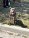 American Pit Bull Terrier Puppies for sale in Atlanta, GA, USA. price: $400