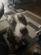 American Pit Bull Terrier Puppies for sale in Bowling Green, KY, USA. price: $1,000