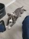 American Pit Bull Terrier Puppies for sale in El Paso, TX, USA. price: $500