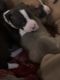 American Pit Bull Terrier Puppies for sale in Bay, AR 72411, USA. price: $100