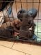 American Pit Bull Terrier Puppies for sale in Columbus, GA, USA. price: $200