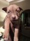 American Pit Bull Terrier Puppies for sale in Saginaw, MI, USA. price: $100