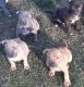 American Pit Bull Terrier Puppies for sale in REPUBLICN GRV, VA 24577, USA. price: NA