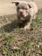 American Pit Bull Terrier Puppies for sale in Shreveport, LA, USA. price: NA