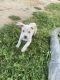 American Pit Bull Terrier Puppies for sale in Corona, CA, USA. price: NA