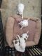 American Pit Bull Terrier Puppies for sale in 790 W Wilson St, Costa Mesa, CA 92627, USA. price: NA