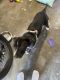 American Pit Bull Terrier Puppies for sale in Lincoln Park, San Diego, CA, USA. price: NA