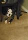 American Pit Bull Terrier Puppies for sale in Memphis, TN, USA. price: $300