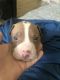 American Pit Bull Terrier Puppies for sale in 1902 12th Ave W, Bradenton, FL 34205, USA. price: NA