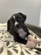 American Pit Bull Terrier Puppies for sale in Fontana, CA, USA. price: NA