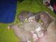 American Pit Bull Terrier Puppies for sale in Danville, IL, USA. price: $750