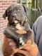 American Pit Bull Terrier Puppies for sale in Beaufort, SC, USA. price: NA